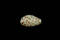 藏品(芝麻寶螺)的圖片